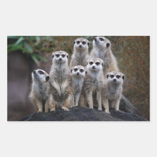 Pegatina Rectangular Suricata safari de animales África lindo (Anverso)