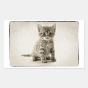 Pegatina Rectangular Tabby Kitty