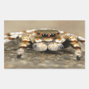 Pegatina Rectangular Tarantula Jumping Bird Spider accesorios impresion