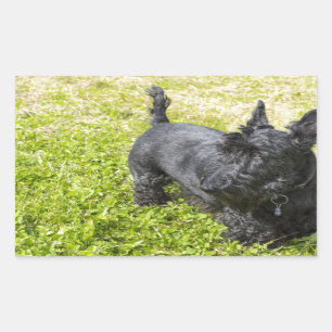 Pegatina Rectangular Terrier escocés
