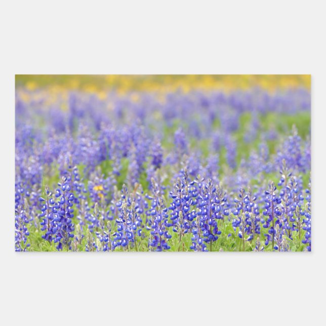 Pegatina Rectangular Texas Bluebonnets (Anverso)