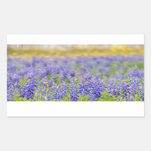 Pegatina Rectangular Texas Bluebonnets