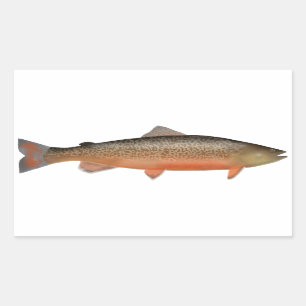 Pegatina Rectangular Tiger Trout