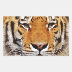 Pegatina Rectangular Tigre