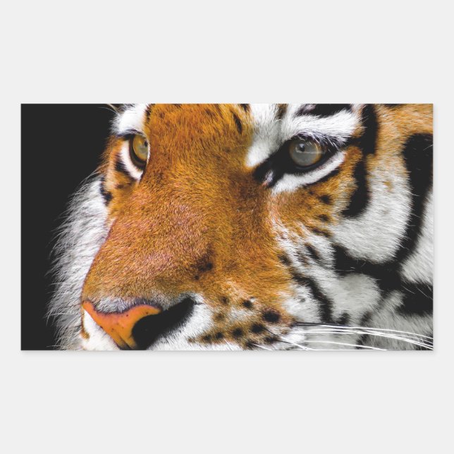 Pegatina Rectangular Tigre (Anverso)