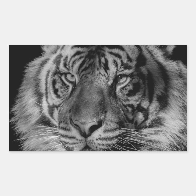 Pegatina Rectangular Tigre blanco y negro (Anverso)