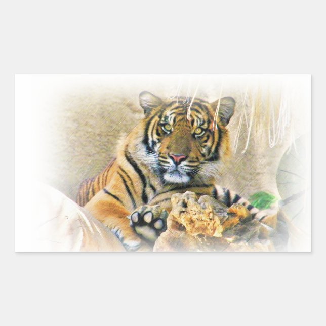 Pegatina Rectangular Tigre, buscando_ (Anverso)