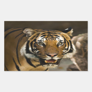 Pegatina Rectangular Tigre de Siberia