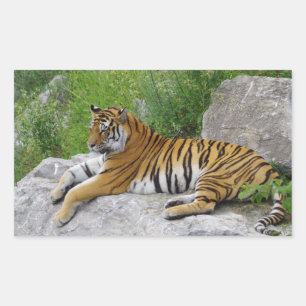 Pegatina Rectangular Tigre de Siberia relajándose en una roca