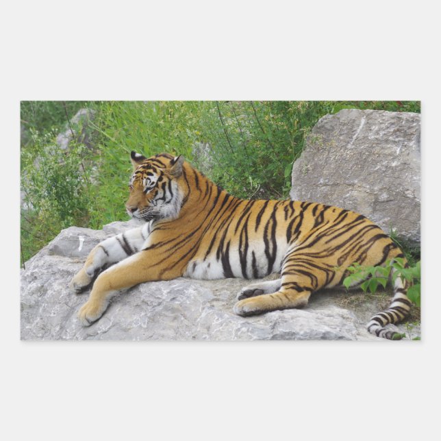 Pegatina Rectangular Tigre de Siberia relajándose en una roca (Anverso)