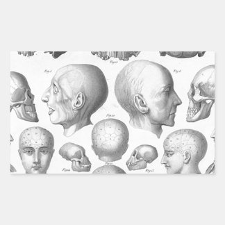 Pegatina Rectangular Tipos de cráneo