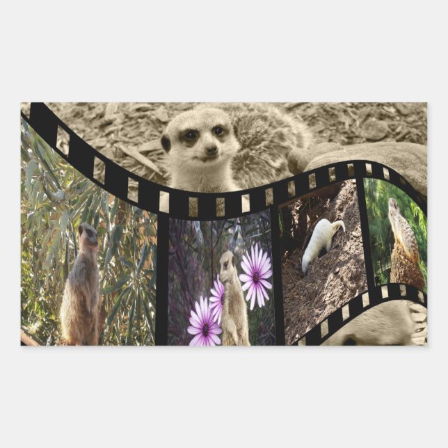 Pegatina Rectangular Tira fotográfica de Meerkat de época, (Anverso)