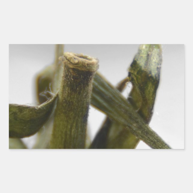 Pegatina Rectangular Tomate (Anverso)