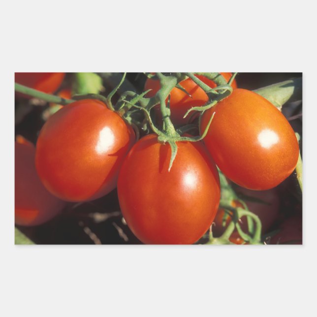 Pegatina Rectangular Tomates rojos (Anverso)