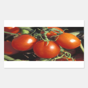 Pegatina Rectangular Tomates rojos