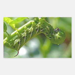 Pegatina Rectangular Tomato Hornworm