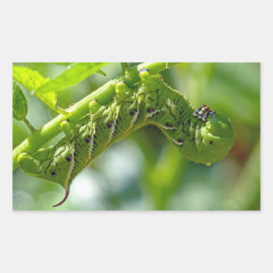 Pegatina Rectangular Tomato Hornworm