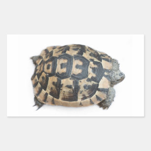 Pegatina Rectangular Tortoise