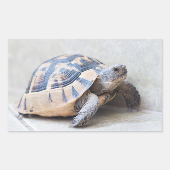 Pegatina Rectangular Tortoise (Anverso)