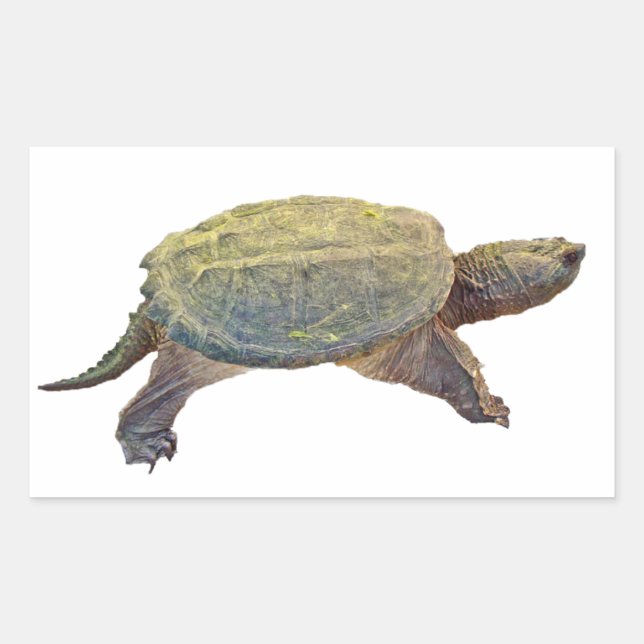 Pegatina Rectangular Tortuga común para picar - Chelydra serpentina (Anverso)