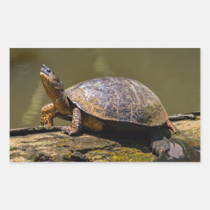 Pegatina Rectangular Tortuga del río Tortuguero - Costa Rica