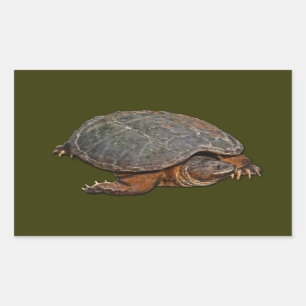 Pegatina Rectangular Tortuga encantadora de Terrapin
