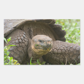 Pegatina Rectangular Tortuga gigante