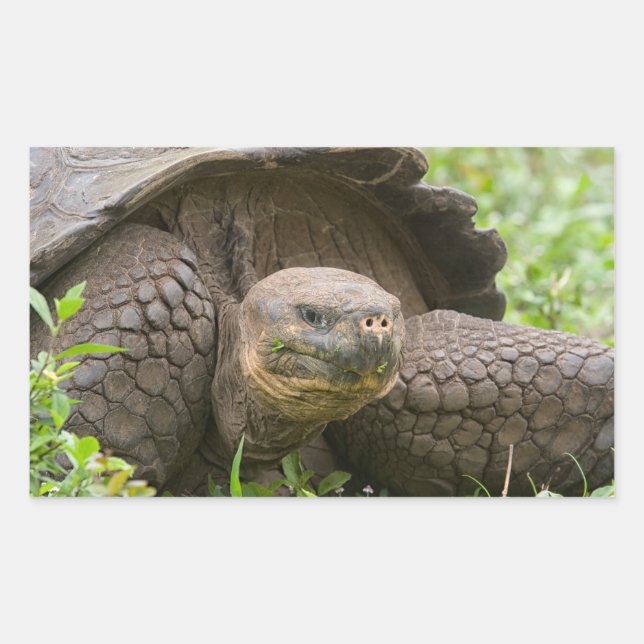 Pegatina Rectangular Tortuga gigante (Anverso)