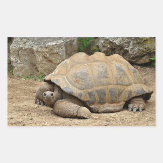 Pegatina Rectangular Tortuga sonriente