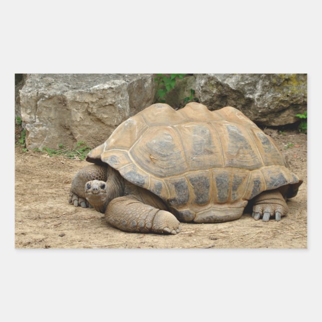 Pegatina Rectangular Tortuga sonriente  (Anverso)
