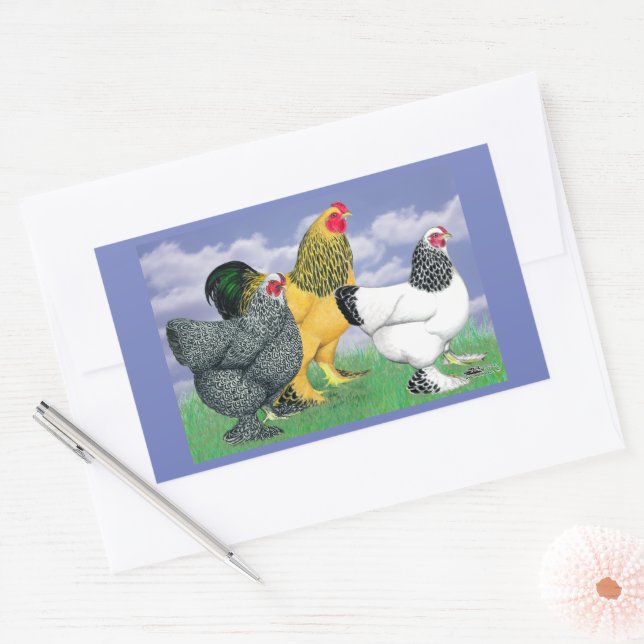 Pegatina Rectangular Tres Brahmas (Sobre)