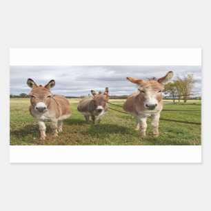Pegatina Rectangular Tres burros