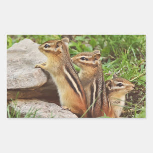 Pegatina Rectangular Tres Chipmunks para bebés
