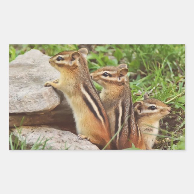 Pegatina Rectangular Tres Chipmunks para bebés (Anverso)