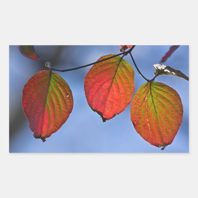 Pegatina Rectangular Trío de hojas de otoño iluminadas coloridas (Anverso)