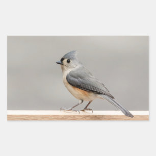 Pegatina Rectangular Tufted Titmouse
