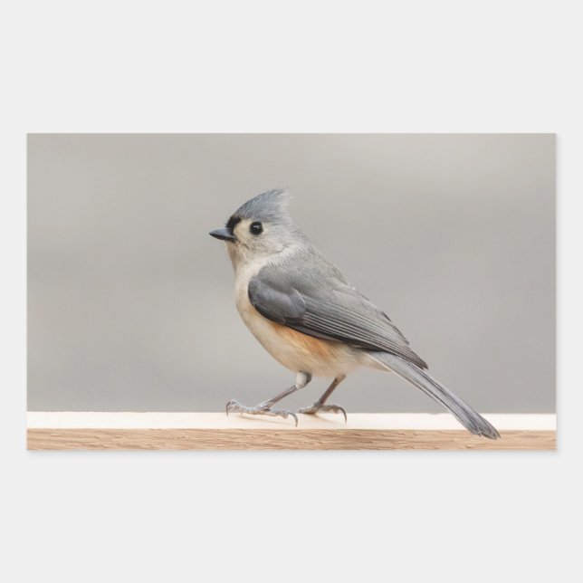 Pegatina Rectangular Tufted Titmouse (Anverso)
