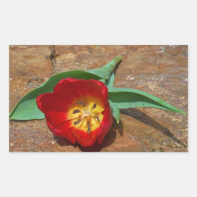 Pegatina Rectangular Tulip rojo primavera (Anverso)