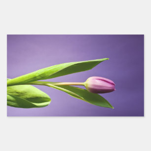 Pegatina Rectangular Tulipán púrpura