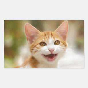 Pegatina Rectangular Un gatito gracioso sonriente gatito gracioso frent