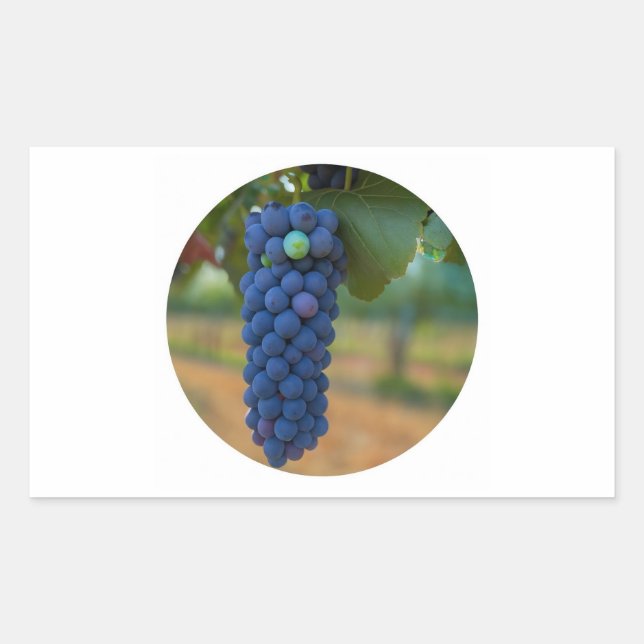 Pegatina Rectangular Un grupo de uvas moradas frescas (Anverso)