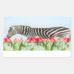 Pegatina Rectangular Una cebra entre los tulipanes