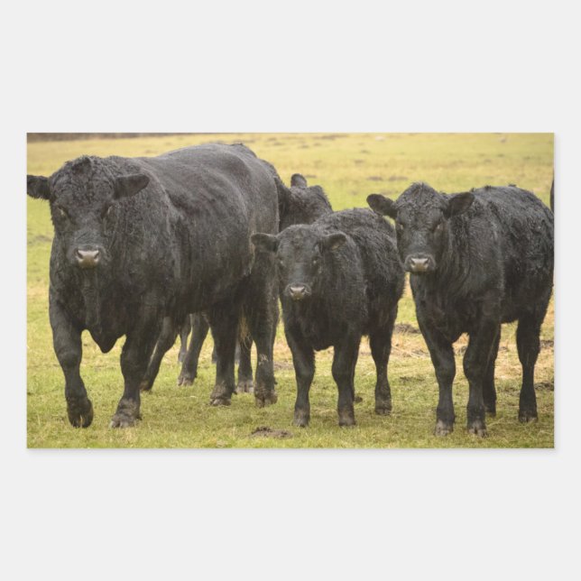 Pegatina Rectangular Vacas bajo la lluvia (Anverso)