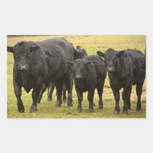 Pegatina Rectangular Vacas en la lluvia