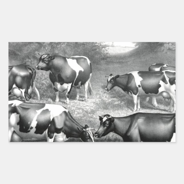 Pegatina Rectangular Vacas francas de Holstein (Anverso)