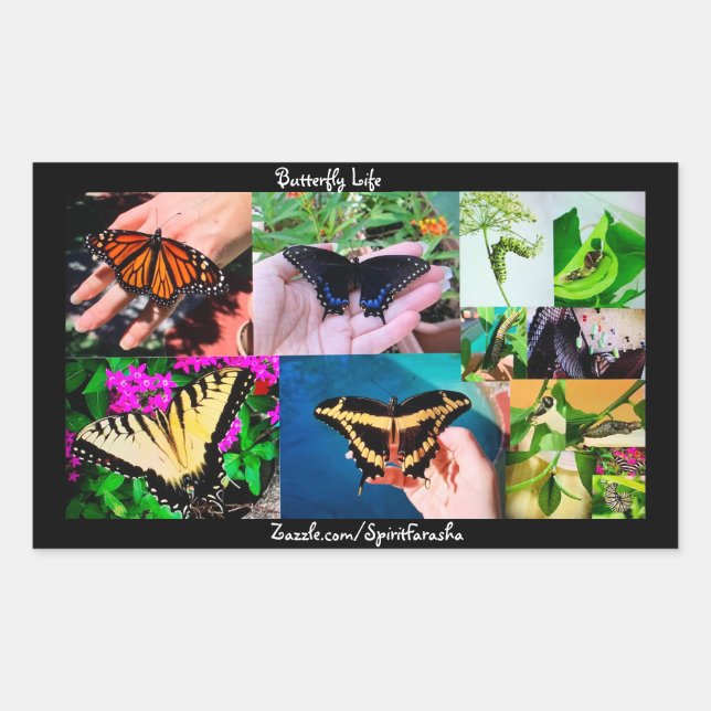 Pegatina Rectangular Vida de Mariposa  (Anverso)