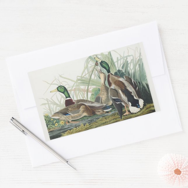 Pegatina Rectangular Vintage Audubon Mallard Duck Wildlife Art (Sobre)