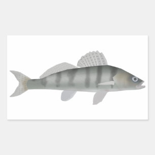 Pegatina Rectangular Volga Pikeperch