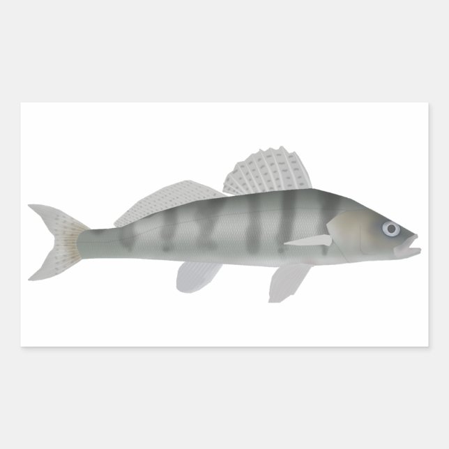 Pegatina Rectangular Volga Pikeperch (Anverso)