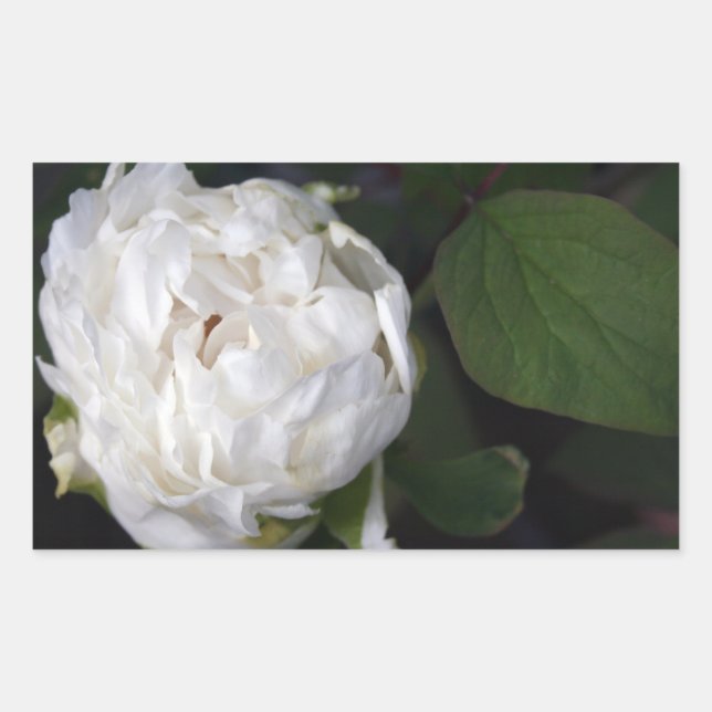 Pegatina Rectangular White Peony - Fotografía floral - (Anverso)
